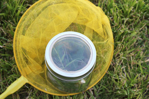 add-a-magnifying-glass-to-a-mason-jar-to-make-a-bug-jar